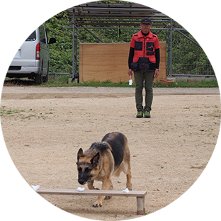 警察犬や救助犬などの
訓練実績が豊富 イメージ