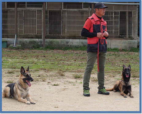 家庭犬のしつけ訓練イメージ