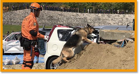 救助犬の模擬試験イメージ