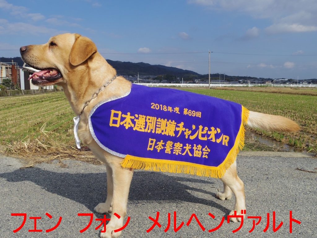 子犬・成犬販売 ｜ 六甲警察犬訓練所・六甲ドッグスクール