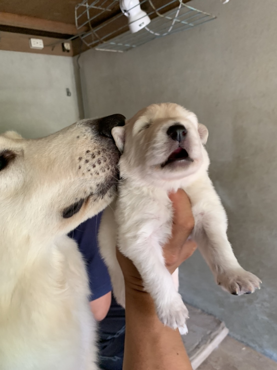 子犬・成犬販売 ｜ 六甲警察犬訓練所・六甲ドッグスクール